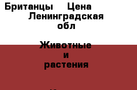 Британцы  › Цена ­ 4 000 - Ленинградская обл. Животные и растения » Кошки   
